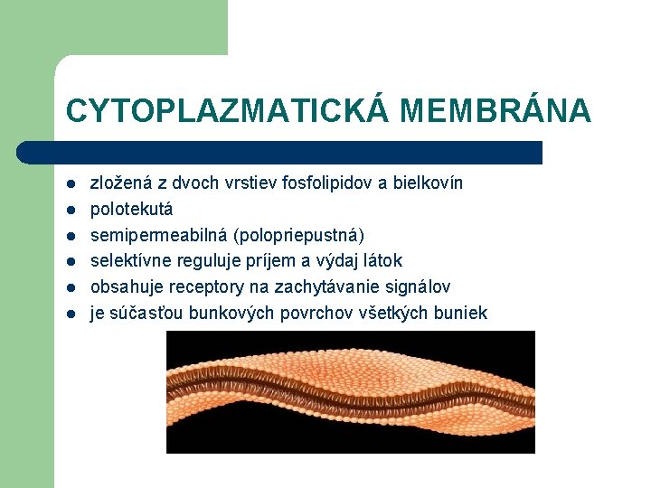 CYTOPLAZMATICKÁ MEMBRÁNA l l l zložená z dvoch vrstiev fosfolipidov a bielkovín polotekutá semipermeabilná