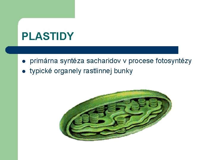 PLASTIDY l l primárna syntéza sacharidov v procese fotosyntézy typické organely rastlinnej bunky 