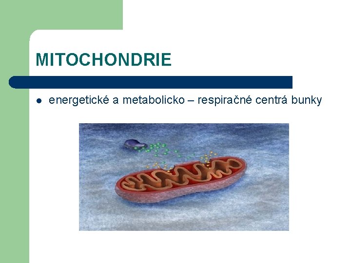 MITOCHONDRIE l energetické a metabolicko – respiračné centrá bunky 