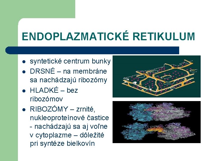 ENDOPLAZMATICKÉ RETIKULUM l l syntetické centrum bunky DRSNÉ – na membráne sa nachádzajú ribozómy