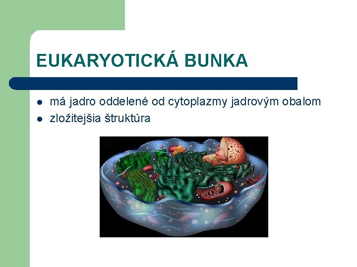 EUKARYOTICKÁ BUNKA l l má jadro oddelené od cytoplazmy jadrovým obalom zložitejšia štruktúra 