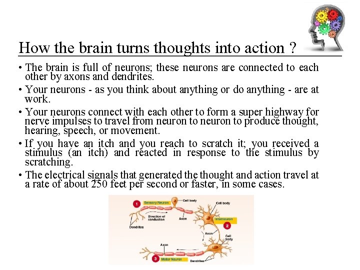 How the brain turns thoughts into action ? • The brain is full of