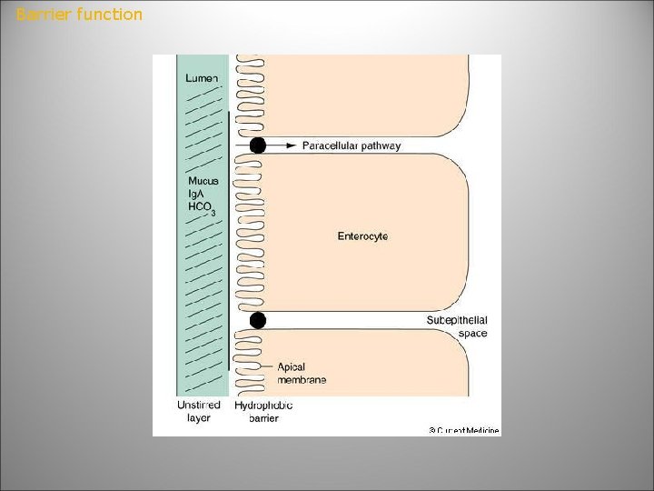 Barrier function 