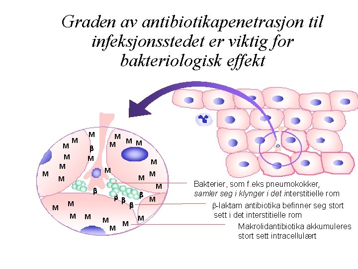 Graden av antibiotikapenetrasjon til infeksjonsstedet er viktig for bakteriologisk effekt M M M M