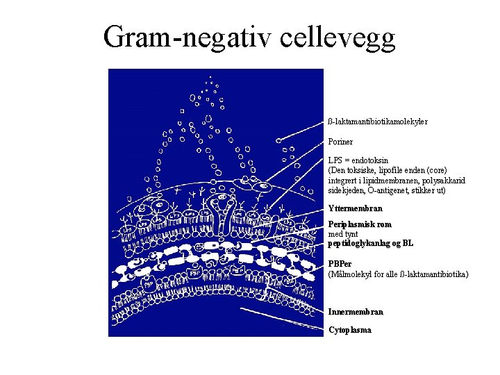 Gram-negativ cellevegg ß-laktamantibiotikamolekyler Poriner LPS = endotoksin (Den toksiske, lipofile enden (core)) integrert i