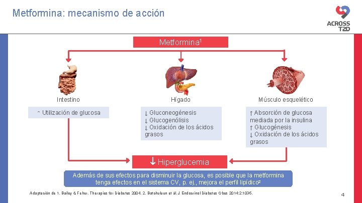 Metformina: mecanismo de acción Metformina 1 Intestino Hígado Músculo esquelético ↑ Utilización de glucosa Metformina: mecanismo de acción Metformina 1 Intestino Hígado Músculo esquelético ↑ Utilización de glucosa