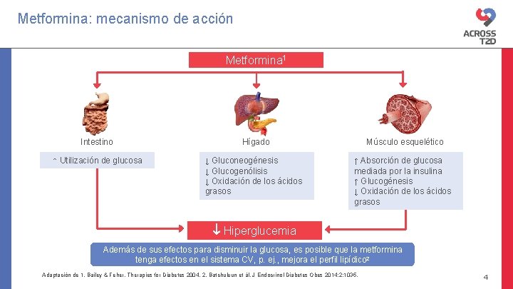 Metformina: mecanismo de acción Metformina 1 Intestino Hígado Músculo esquelético ↑ Utilización de glucosa