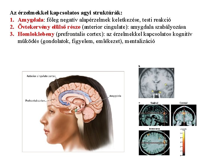 Az érzelmekkel kapcsolatos agyi struktúrák: 1. Amygdala: főleg negatív alapérzelmek keletkezése, testi reakció 2.