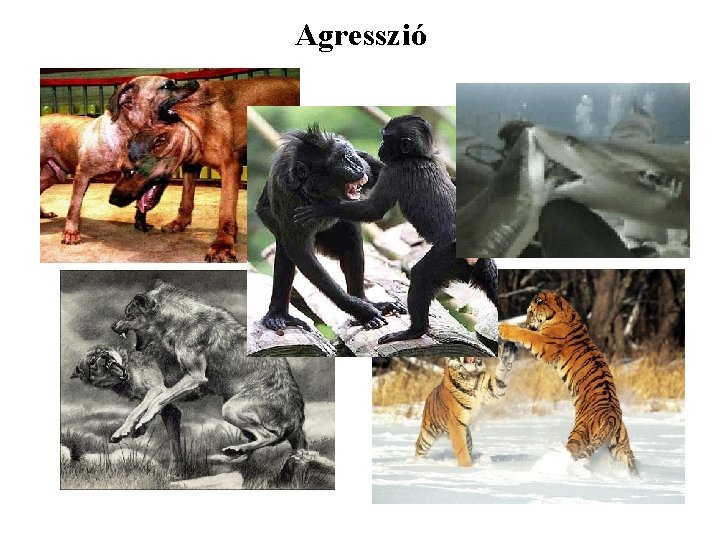 Agresszió 