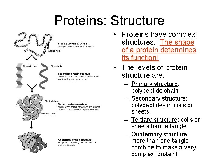 Proteins: Structure • Proteins have complex structures. The shape of a protein determines its