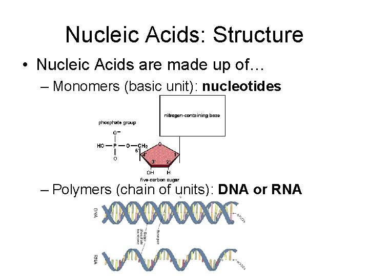 Nucleic Acids: Structure • Nucleic Acids are made up of… – Monomers (basic unit):