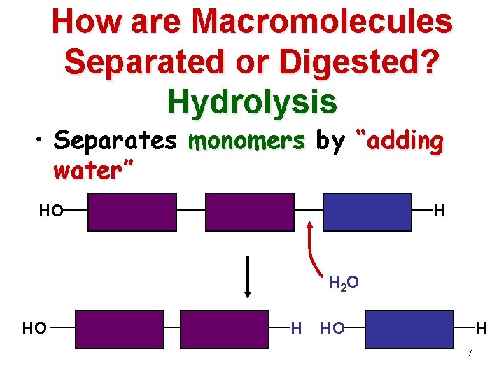 How are Macromolecules Separated or Digested? Hydrolysis • Separates monomers by “adding water” HO