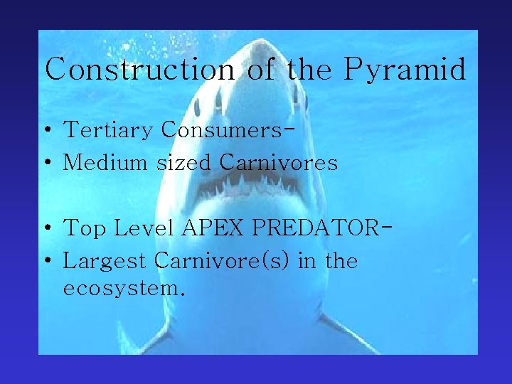 Construction of the Pyramid • Tertiary Consumers • Medium sized Carnivores • Top Level