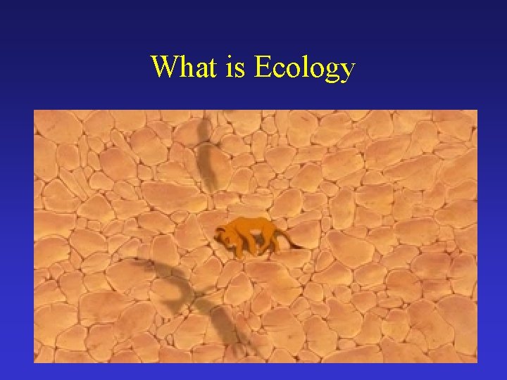 What is Ecology 