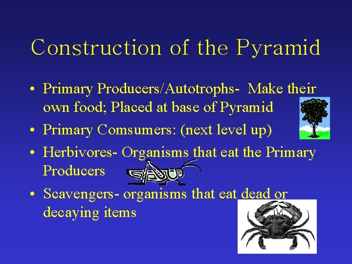 Construction of the Pyramid • Primary Producers/Autotrophs- Make their own food; Placed at base