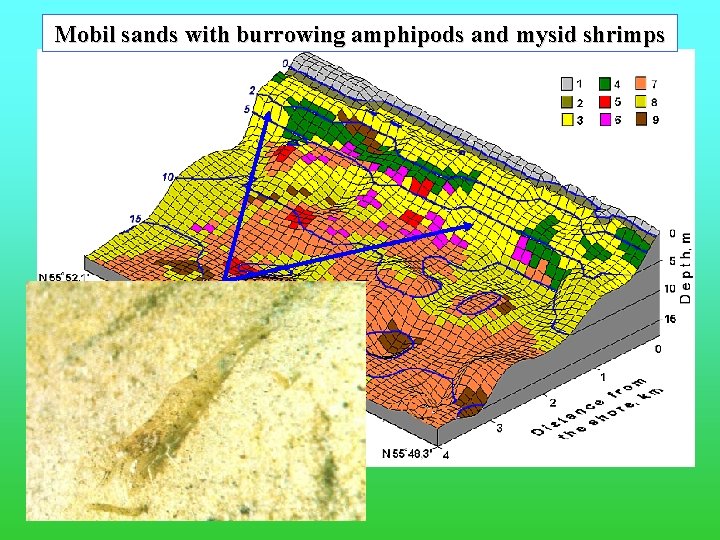 Mobil sands with burrowing amphipods and mysid shrimps 