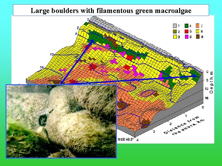 Large boulders with filamentous green macroalgae 