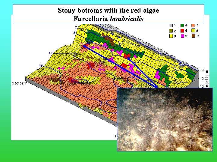 Stony bottoms with the red algae Furcellaria lumbricalis 