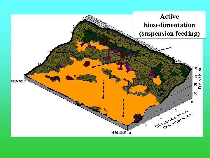 Active biosedimentation (suspension feeding) 