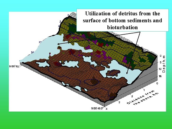 Utilization of detritus from the surface of bottom sediments and bioturbation 