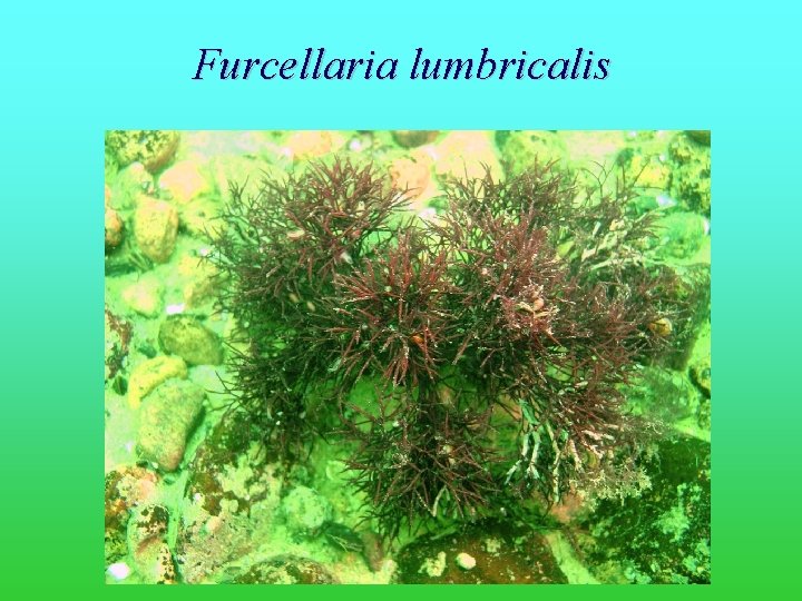 Furcellaria lumbricalis 
