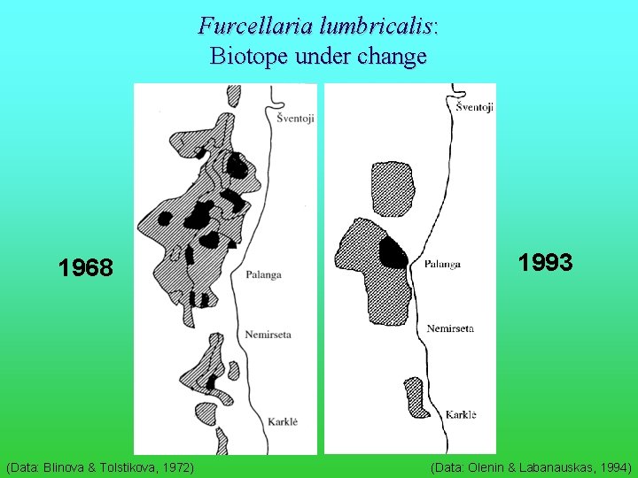 Furcellaria lumbricalis: Biotope under change 1968 (Data: Blinova & Tolstikova, 1972) 1993 (Data: Olenin