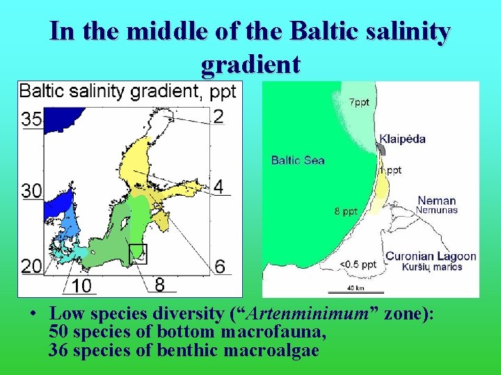 In the middle of the Baltic salinity gradient • Low species diversity (“Artenminimum” zone):