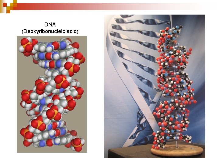 DNA (Deoxyribonucleic acid) 