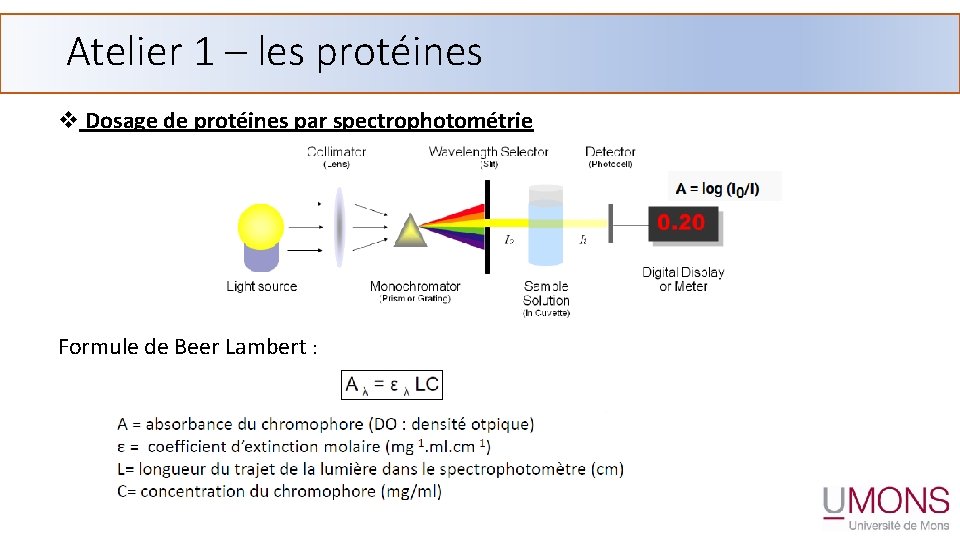 Atelier 1 – les protéines v Dosage de protéines par spectrophotométrie Formule de Beer