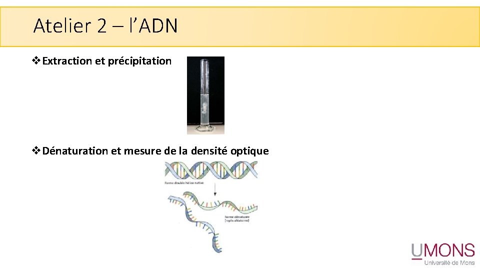 Atelier 2 – l’ADN v. Extraction et précipitation v. Dénaturation et mesure de la