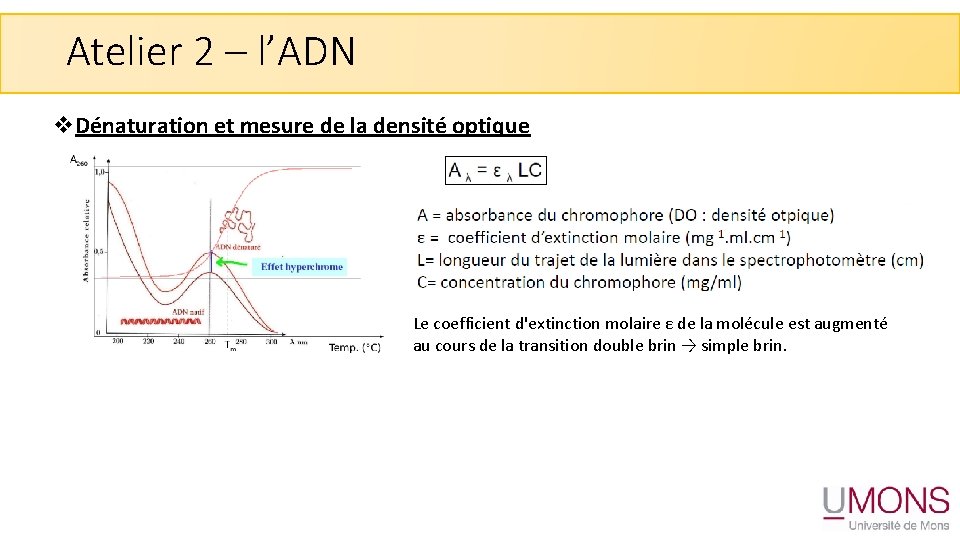 Atelier 2 – l’ADN v. Dénaturation et mesure de la densité optique Le coefficient