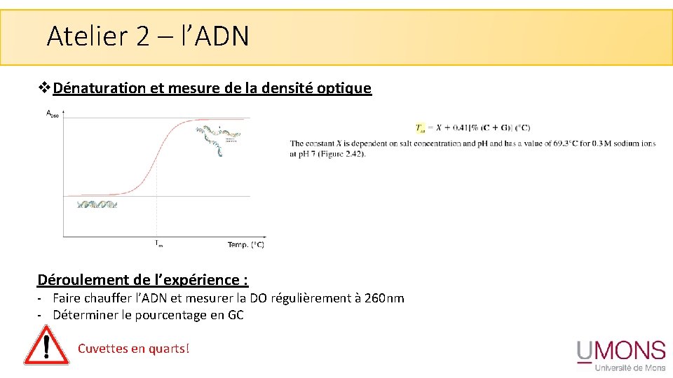 Atelier 2 – l’ADN v. Dénaturation et mesure de la densité optique Déroulement de