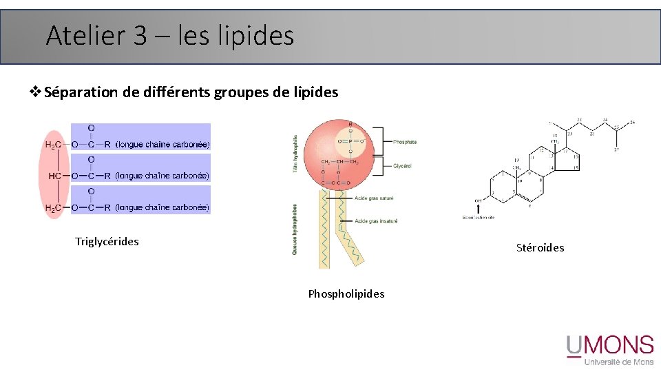 Atelier 3 – les lipides v. Séparation de différents groupes de lipides Triglycérides Stéroïdes