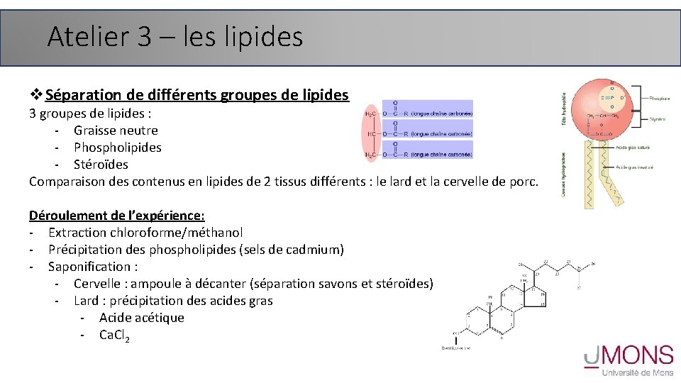 Atelier 3 – les lipides v. Séparation de différents groupes de lipides 3 groupes