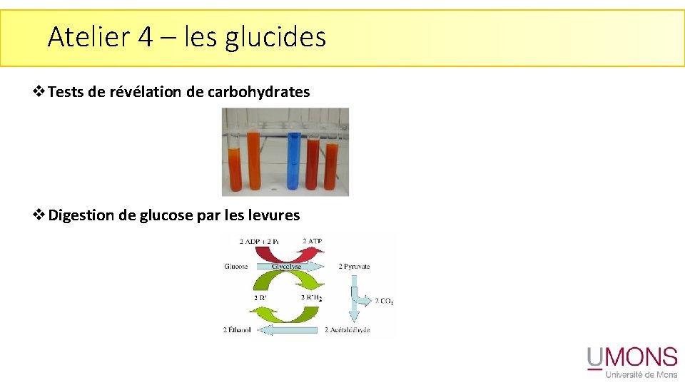 Atelier 4 – les glucides v. Tests de révélation de carbohydrates v. Digestion de