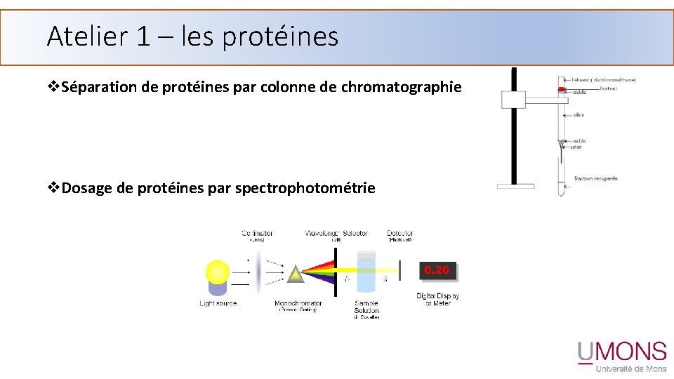 Atelier 1 – les protéines v. Séparation de protéines par colonne de chromatographie v.