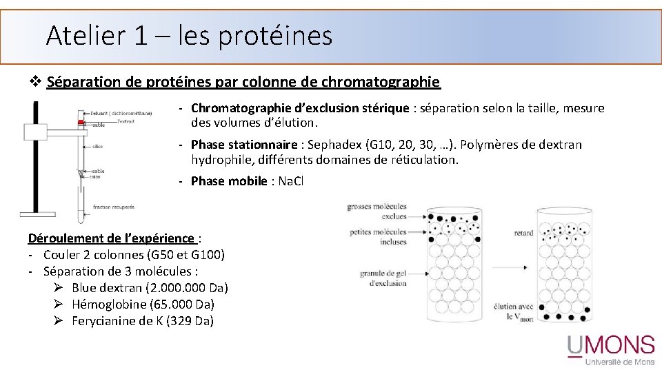 Atelier 1 – les protéines v Séparation de protéines par colonne de chromatographie -