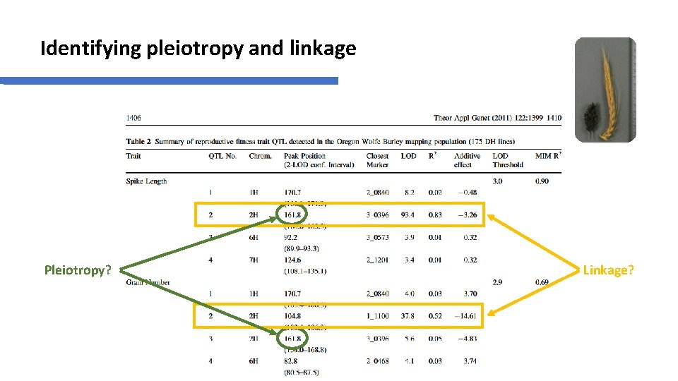 Identifying pleiotropy and linkage Pleiotropy? Linkage? 