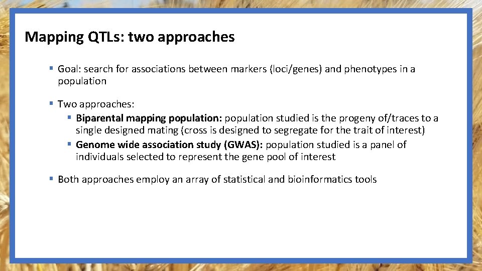 Mapping QTLs: two approaches § Goal: search for associations between markers (loci/genes) and phenotypes