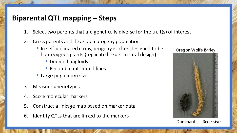 Biparental QTL mapping – Steps 1. Select two parents that are genetically diverse for
