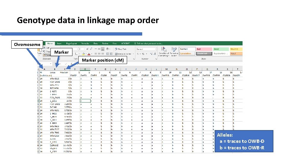 Genotype data in linkage map order Chromosome Marker position (c. M) Alleles: a =