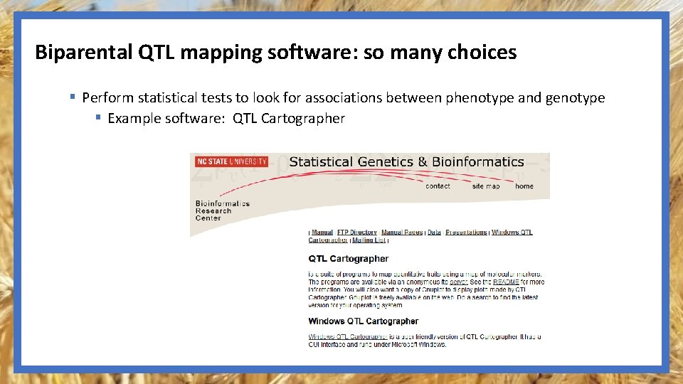 Biparental QTL mapping software: so many choices § Perform statistical tests to look for