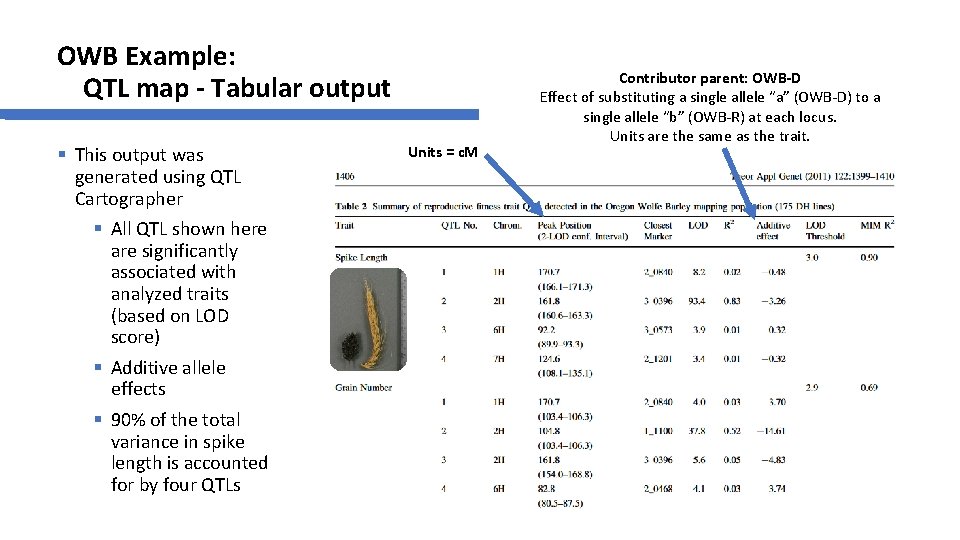 OWB Example: QTL map - Tabular output § This output was generated using QTL