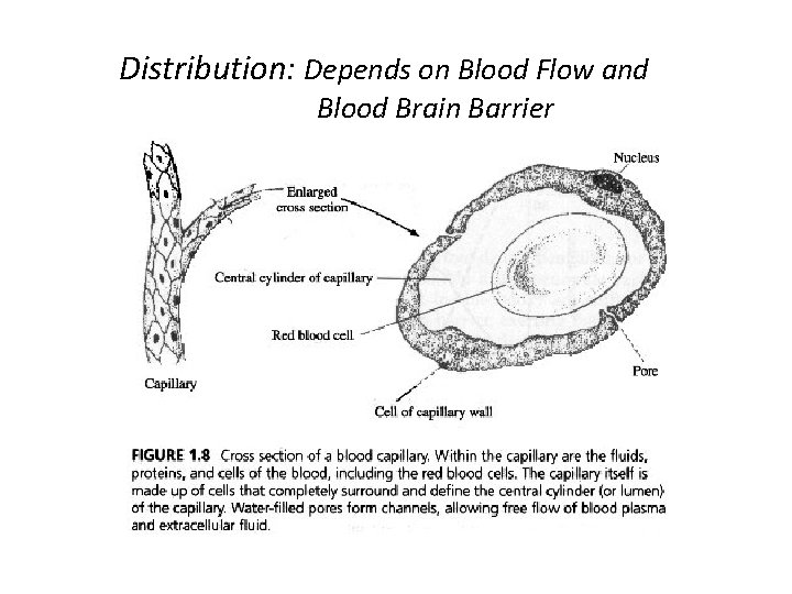 Distribution: Depends on Blood Flow and Blood Brain Barrier Distribution: Depends on Blood Flow and Blood Brain Barrier