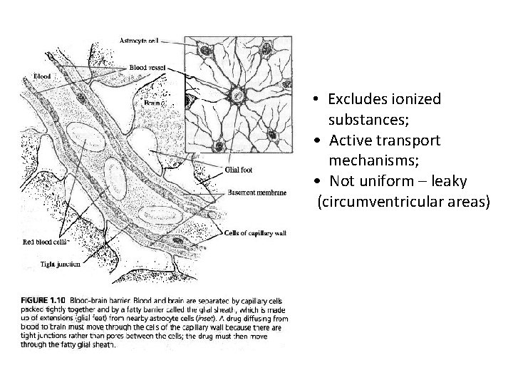 • Excludes ionized substances; • Active transport mechanisms; • Not uniform – leaky • Excludes ionized substances; • Active transport mechanisms; • Not uniform – leaky