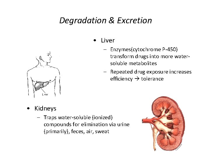 Degradation & Excretion • Liver – Enzymes(cytochrome P-450) transform drugs into more watersoluble metabolites Degradation & Excretion • Liver – Enzymes(cytochrome P-450) transform drugs into more watersoluble metabolites