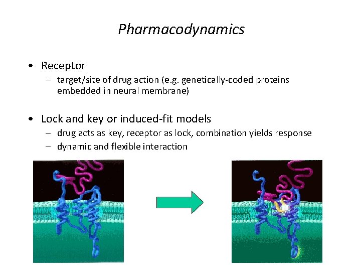 Pharmacodynamics • Receptor – target/site of drug action (e. g. genetically-coded proteins embedded in Pharmacodynamics • Receptor – target/site of drug action (e. g. genetically-coded proteins embedded in