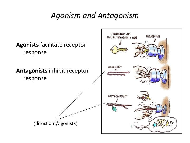 Agonism and Antagonism Agonists facilitate receptor response Antagonists inhibit receptor response (direct ant/agonists) Agonism and Antagonism Agonists facilitate receptor response Antagonists inhibit receptor response (direct ant/agonists)