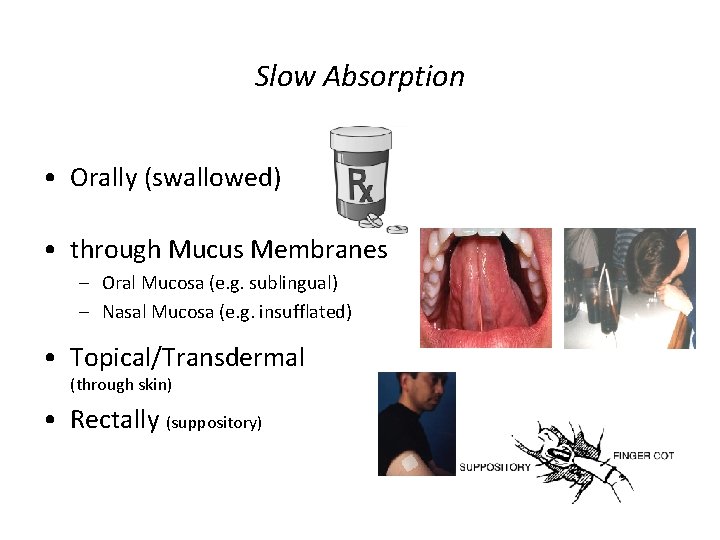 Slow Absorption • Orally (swallowed) • through Mucus Membranes – Oral Mucosa (e. g. Slow Absorption • Orally (swallowed) • through Mucus Membranes – Oral Mucosa (e. g.