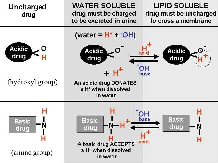 (hydroxyl group) (amine group) (hydroxyl group) (amine group)